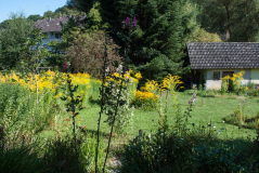 Leuchtende Goldruten im Hochsommer