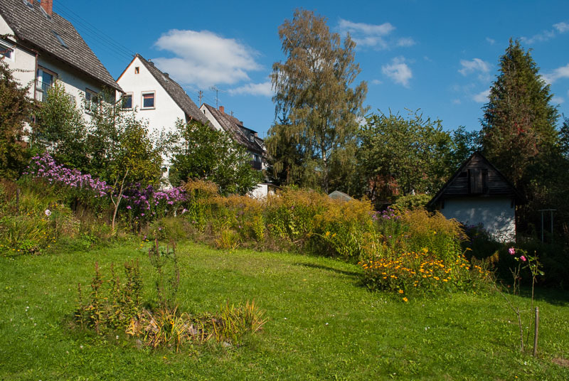 Goldruten und Astern im Herbst
