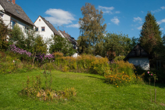 Goldruten und Astern im Herbst