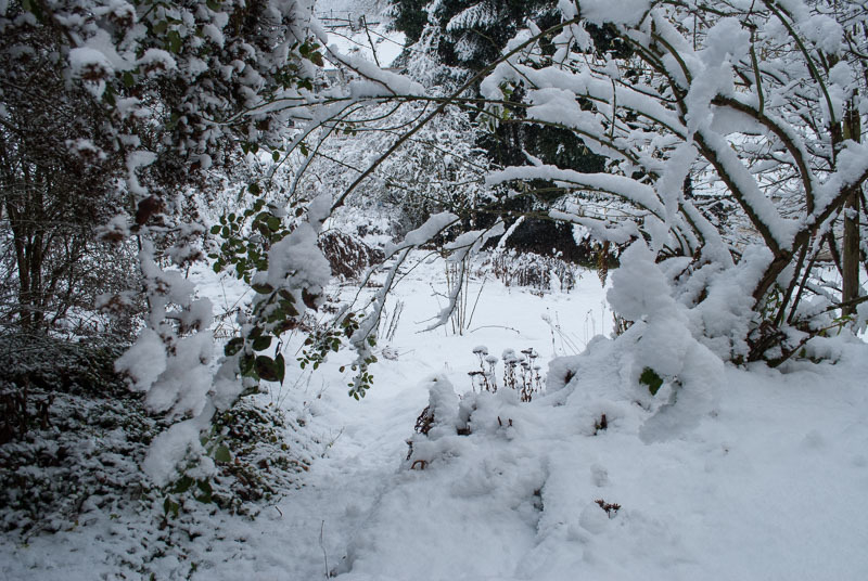 Schneebedeckter Garten im Winter