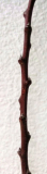 pyrus oder prunus