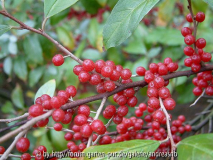 Eleagnus umbellata