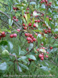 Crataegus crus-galli / Hahnensporn-Weißdorn