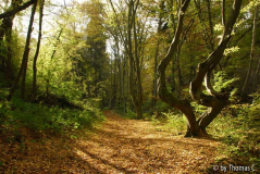 Wolfsschlucht