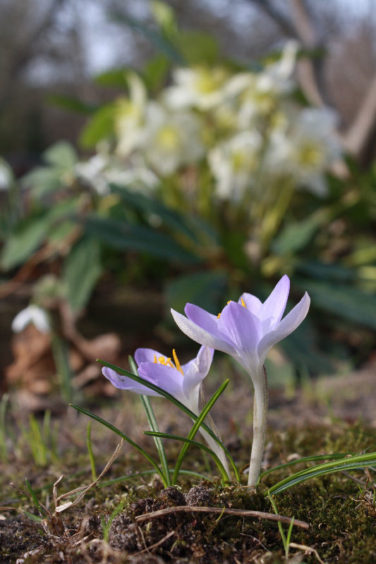 Crocus tommasinianus