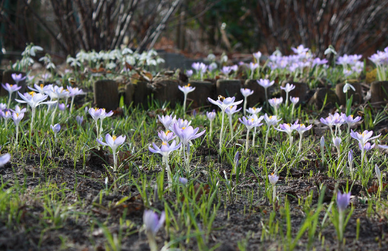 Crocus tommasinianus