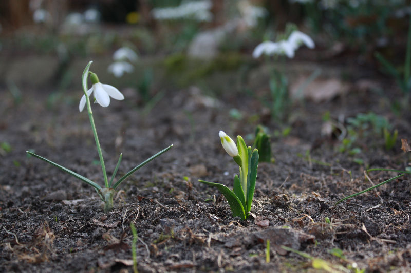 Leucojum vernum (Smlg.)