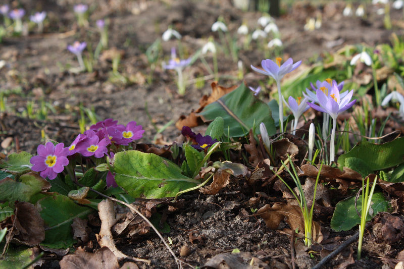 Primula acaulis (cv.)