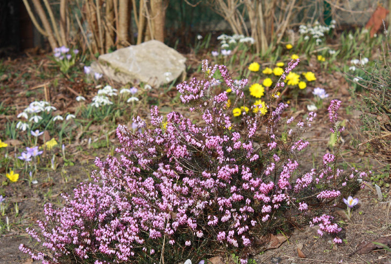 Erica herbacea
