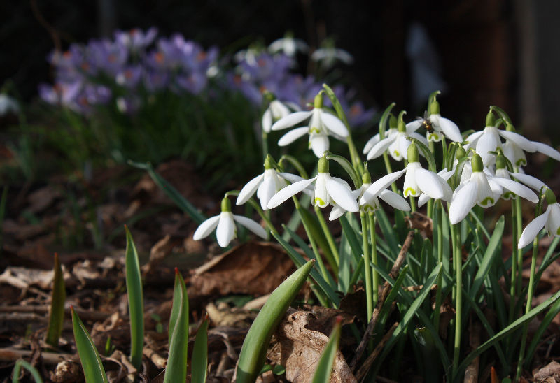 Galanthus nivalis