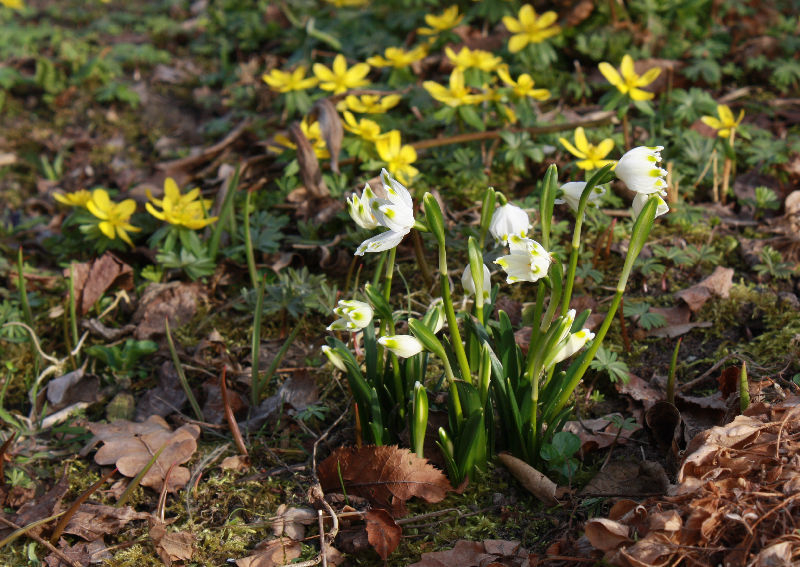 Leucojum vernum