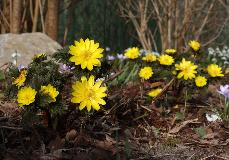 Adonis 'Fukujukai'