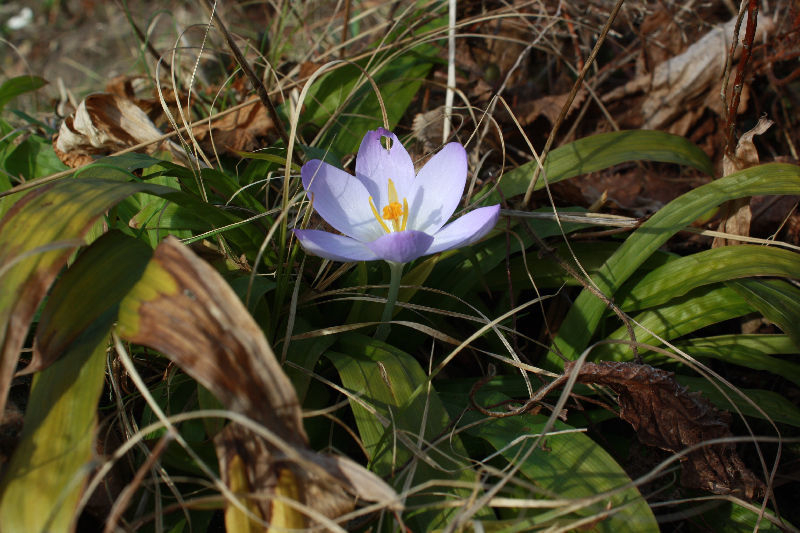Crocus tommasinianus