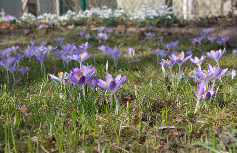 Crocus tommasinianus
