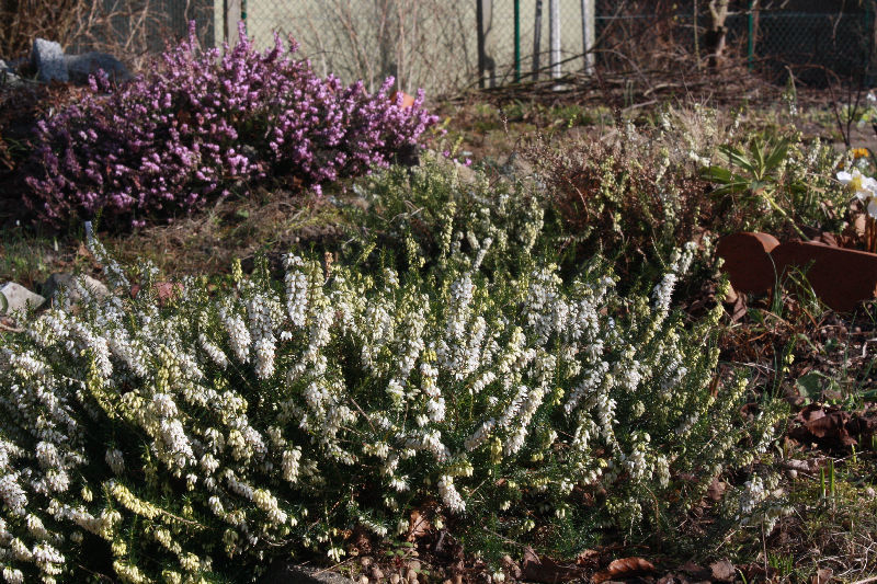 Erica carnea