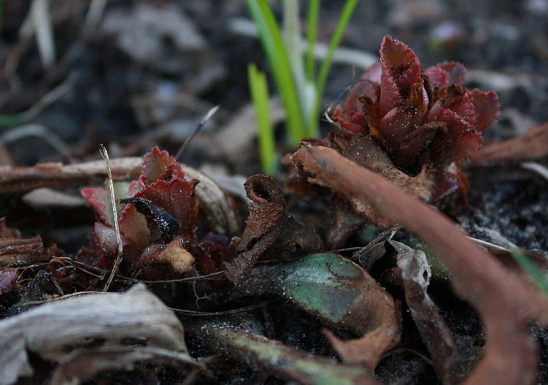Chrysosplenium macrophyllum