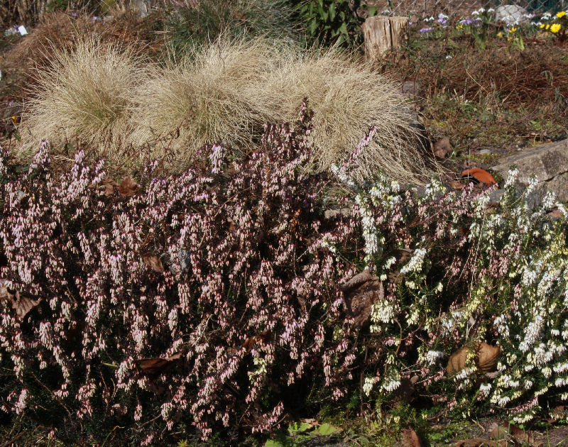 Erica carnea