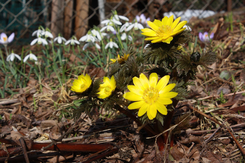 Adonis 'Fukujukai'