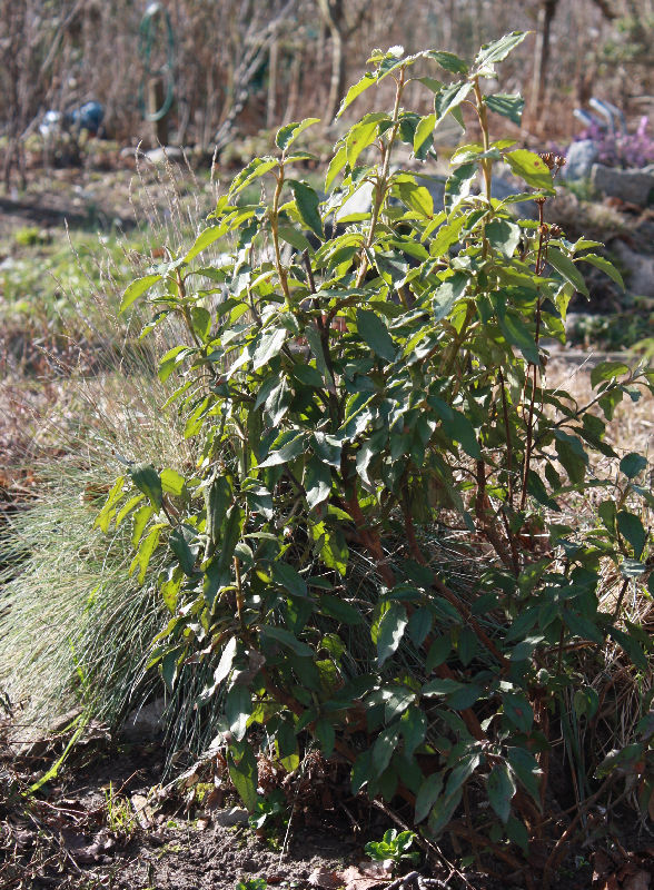Cistus laurifolius