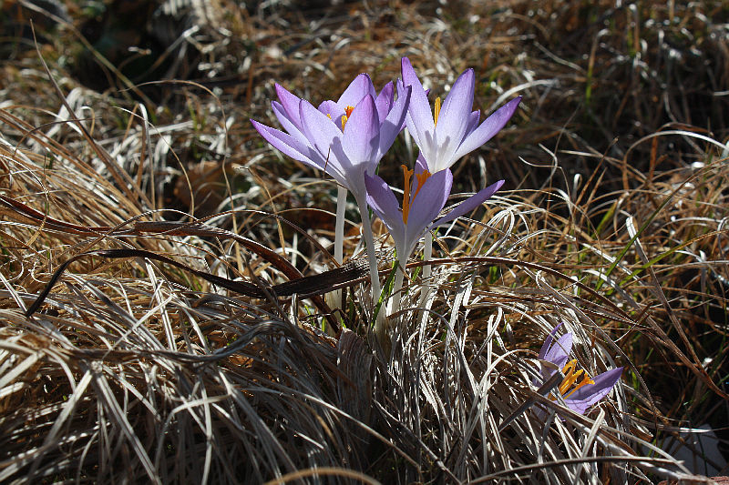 Crocus tommasinianus