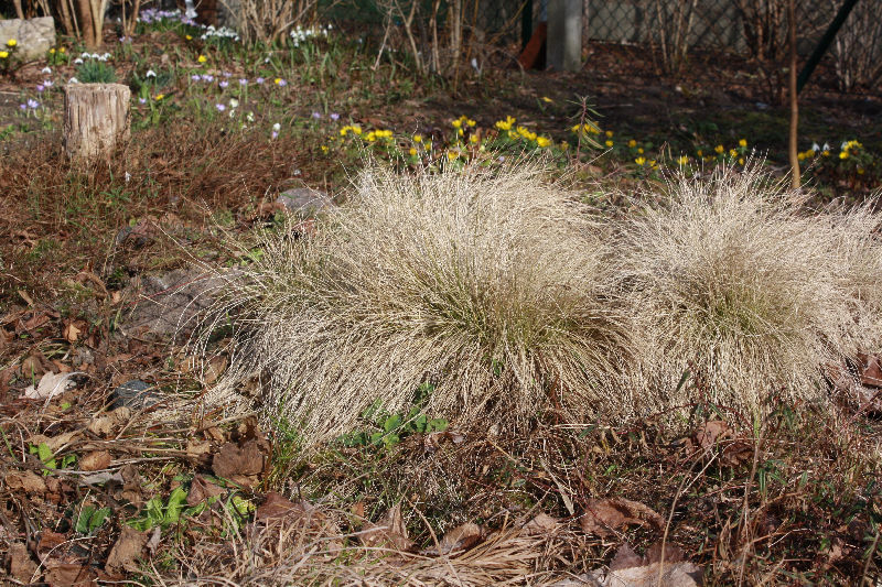 Nardus stricta