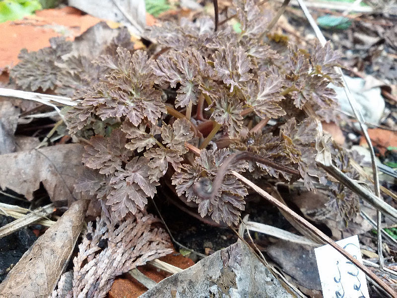 Corydalis ellipticarpa