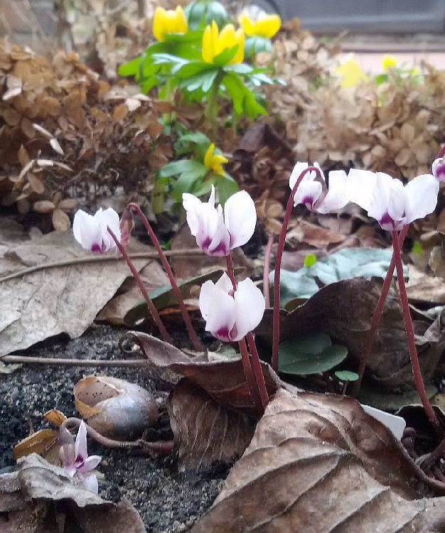 Cyclamen coum (weiß)