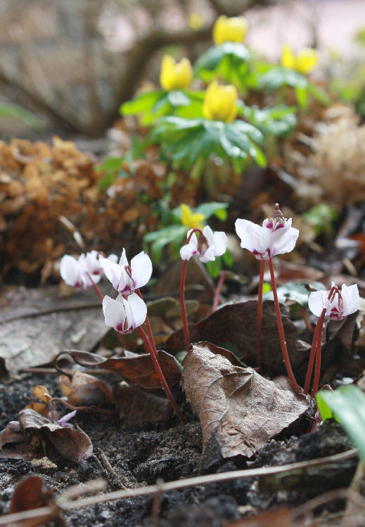 Cyclamen coum (weiß)