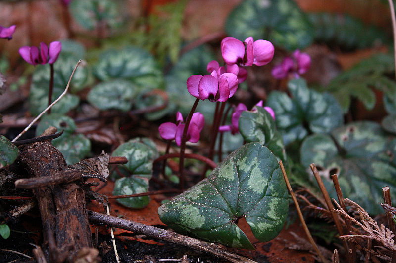 Cyclamen coum 'Marianne'