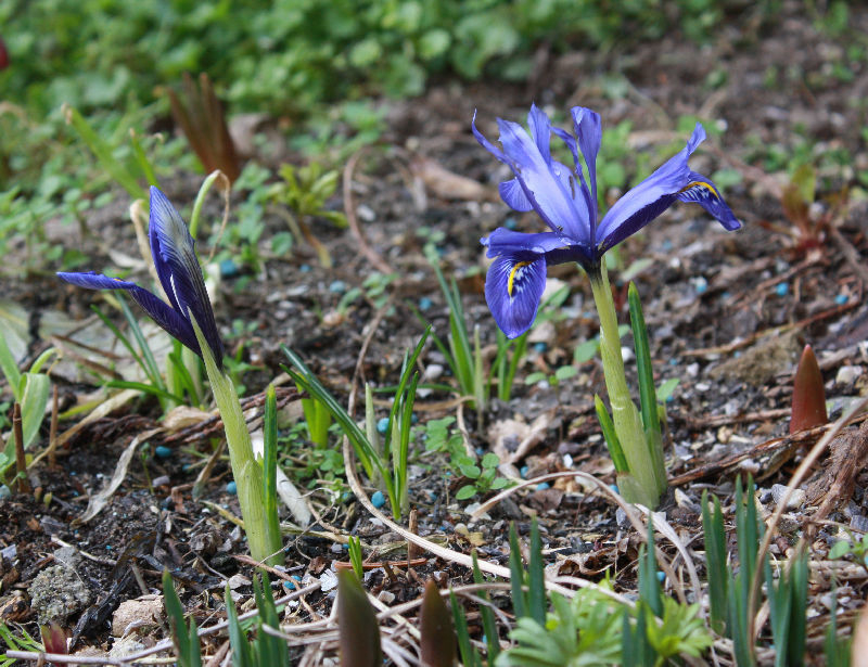 Iris histrioides 'Major'