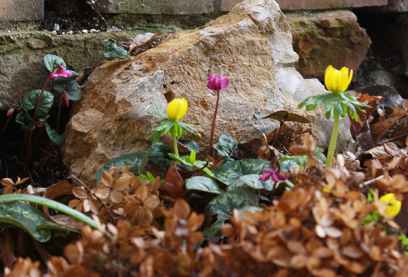 Cyclamen coum 'Marianne'