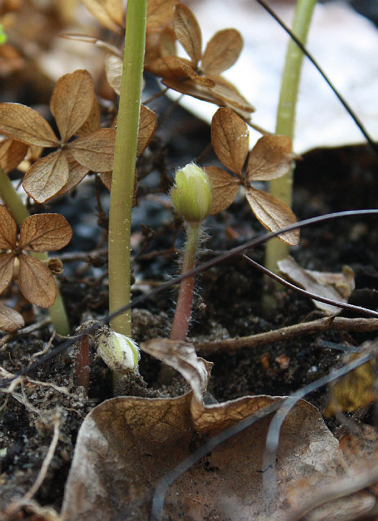 Hepatica transsylvanica 'Eisvogel'
