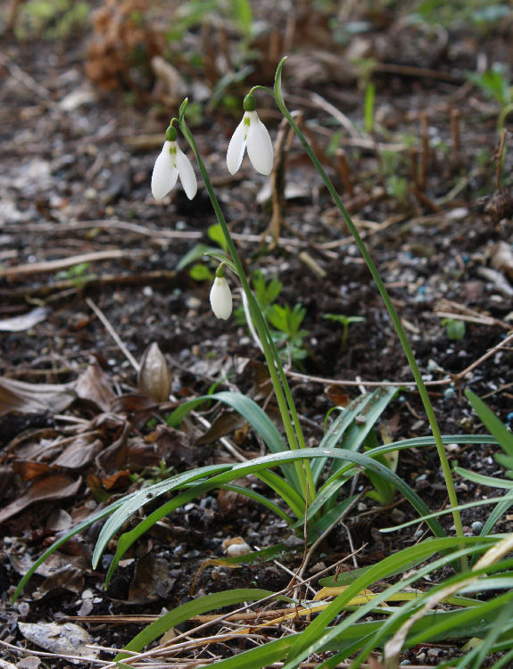 Galanthus plicatus