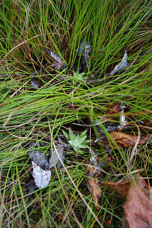 Primula frondosa (in Carex pulicaris)
