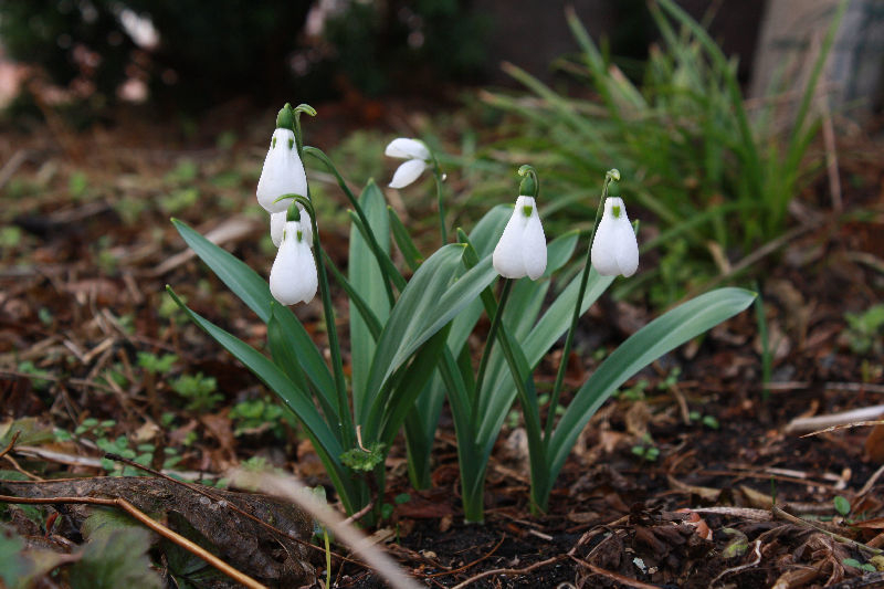 Galanthus elwesii (großbl.)