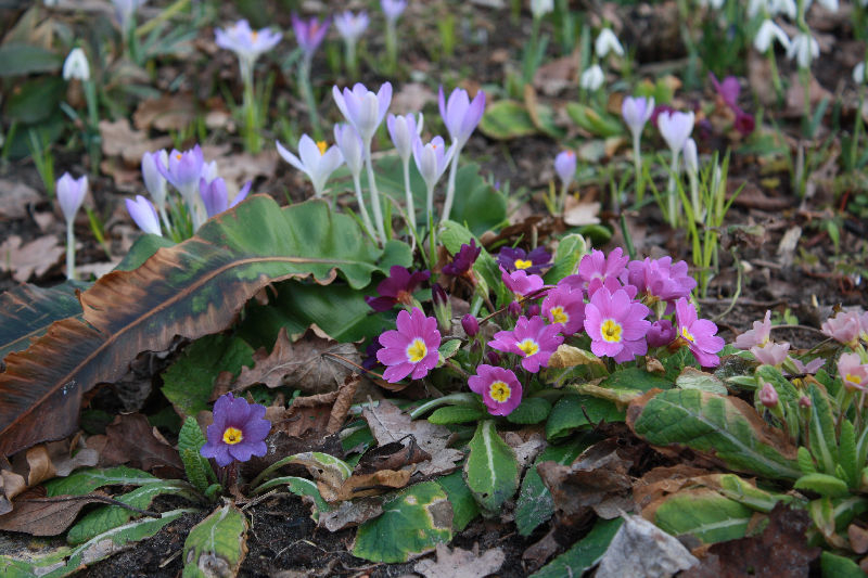 Primula vulgaris cv.
