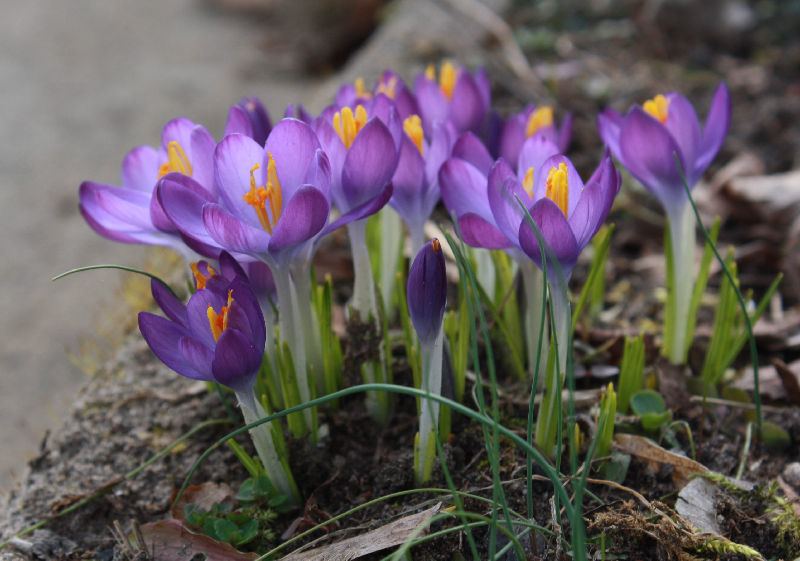 Crocus tommasinianus