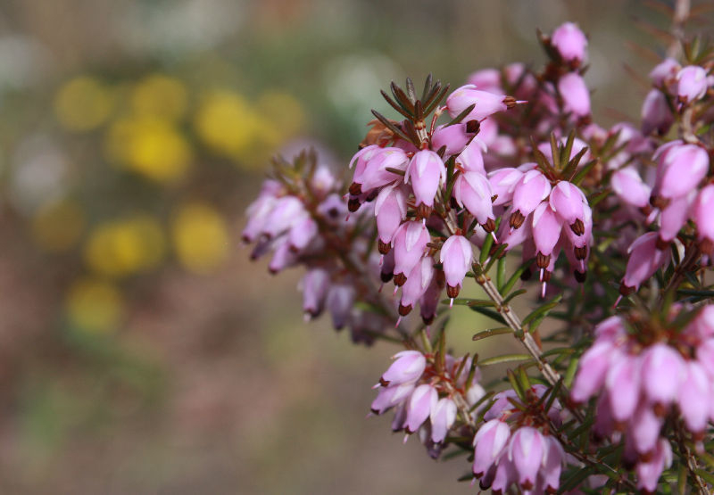 Erica carnea