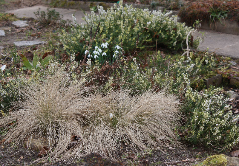 Nardus stricta