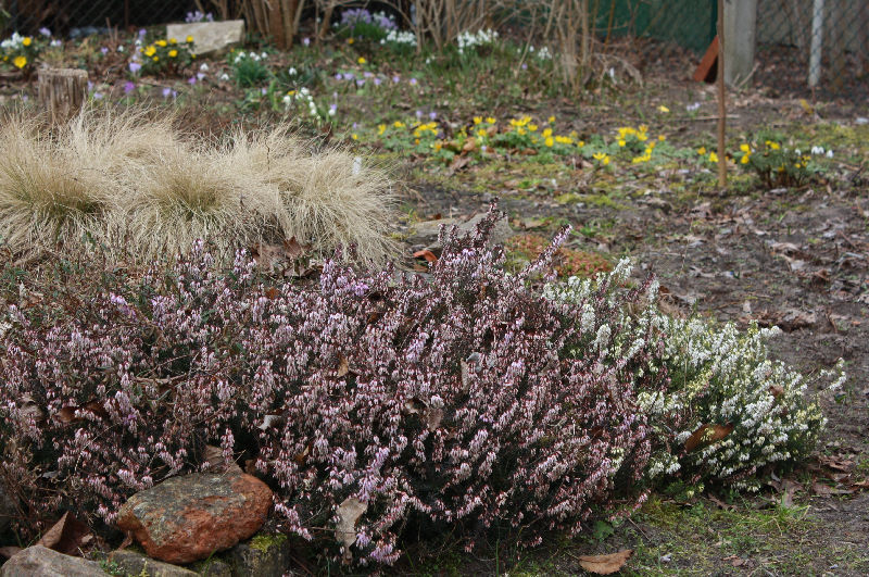 Erica carnea / Nardus stricta