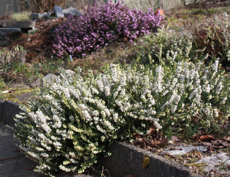 Erica carnea