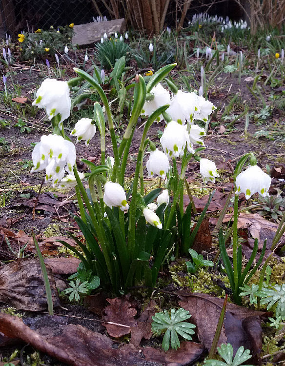 Leucojum vernum
