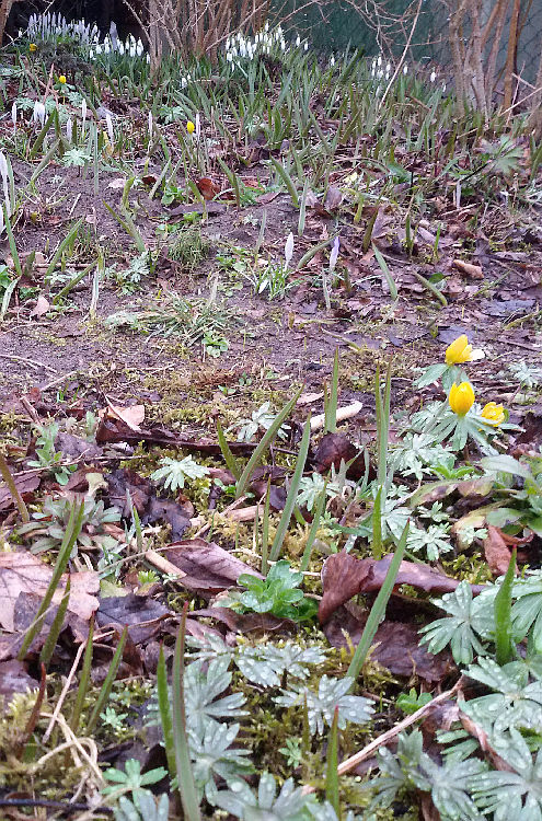 Tulipa sylvestris, Ausbreitung