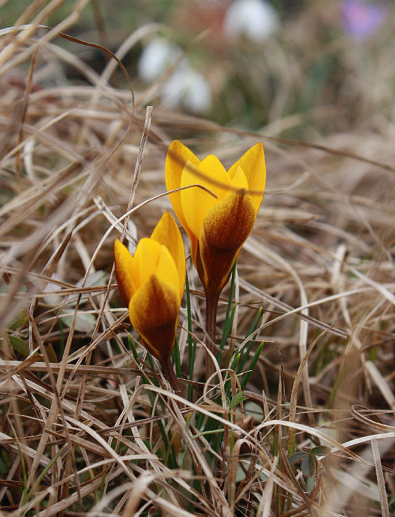 Crocus chrysanthus 'Zwanenburg Bronze'