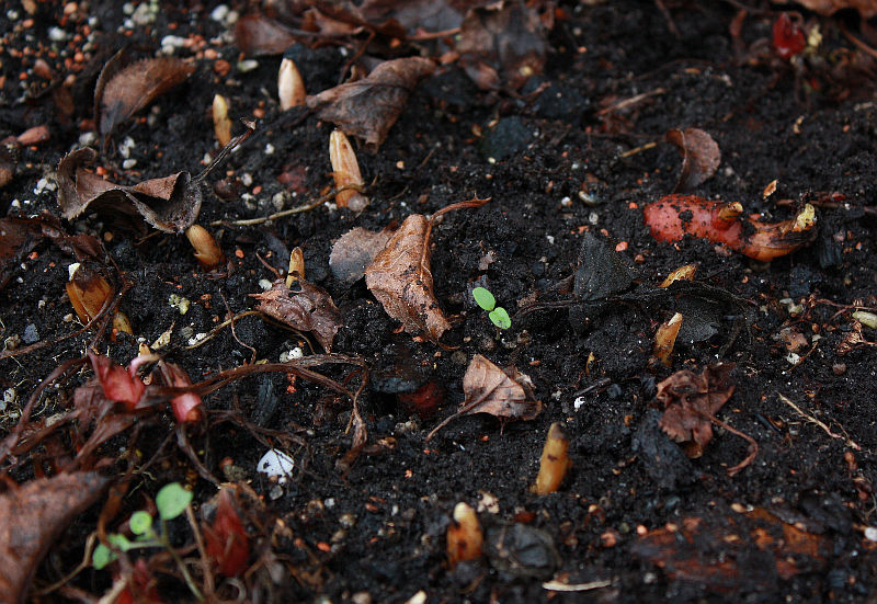 Sanguinaria canadensis (nasser Moorkübel)