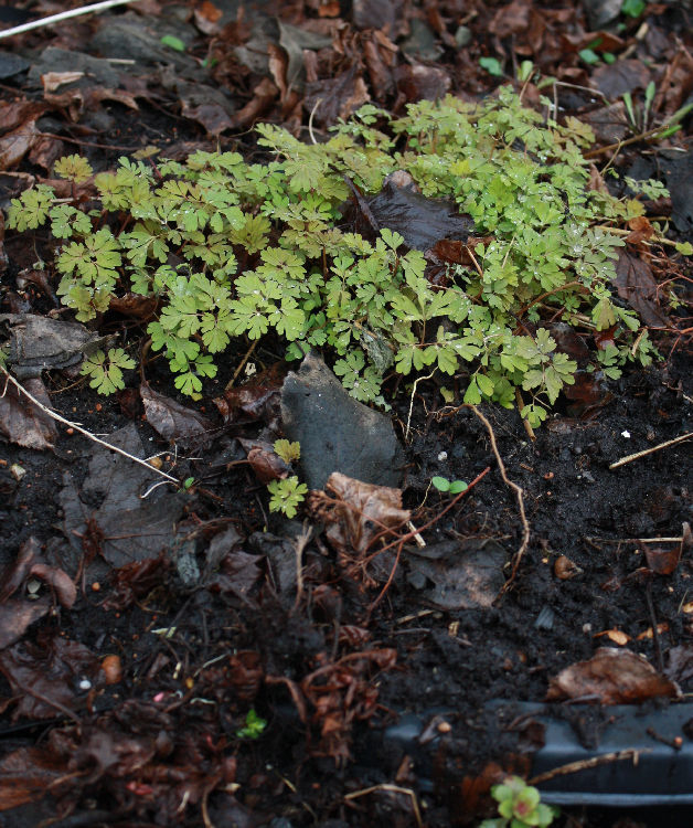 Corydalis 'Craighton Blue'