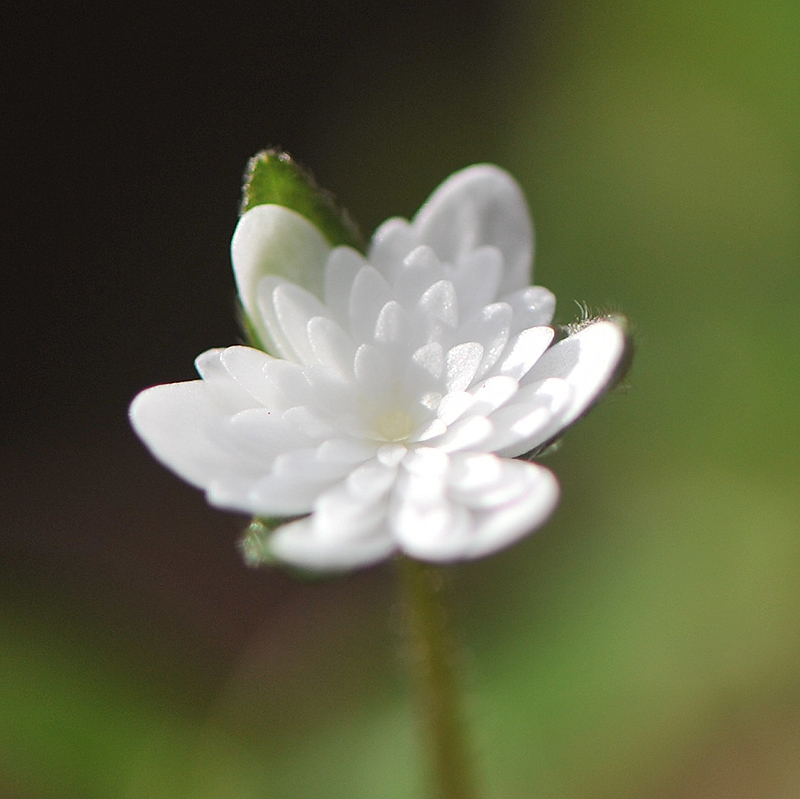Shirayuki