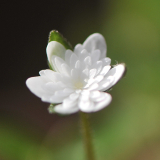 Shirayuki