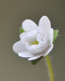 Hakurin