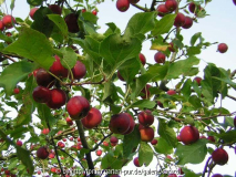 Malus Dartmouth